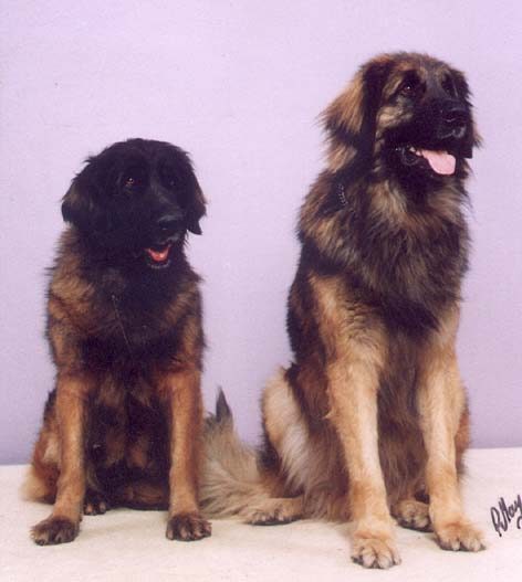 Nora & Samson